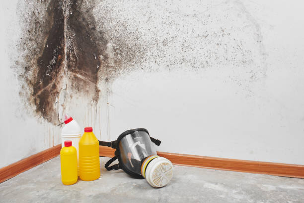 Professional Mold Removal in Landrum, SC
