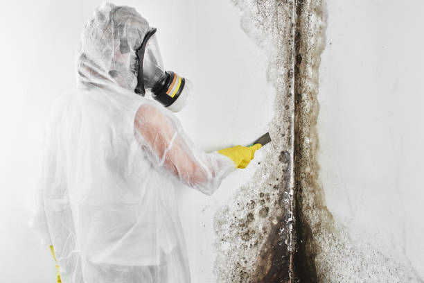 Best Toxic Mold Removal  in Landrum, SC