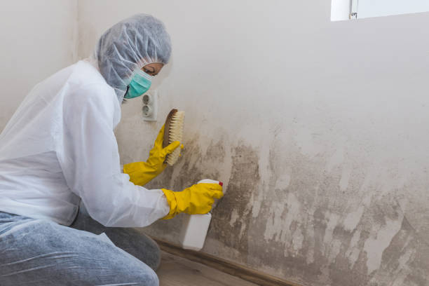 Best Black Mold Removal  in Landrum, SC