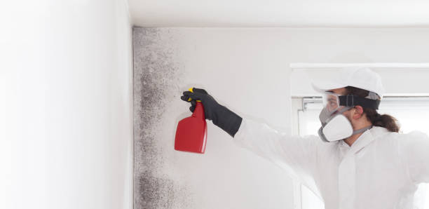 Best Attic Mold Removal  in Landrum, SC