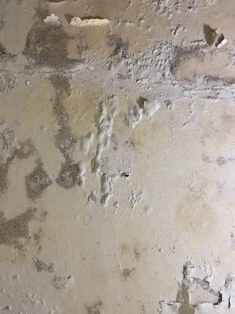 Crawl Space Mold Removal in Landrum, SC