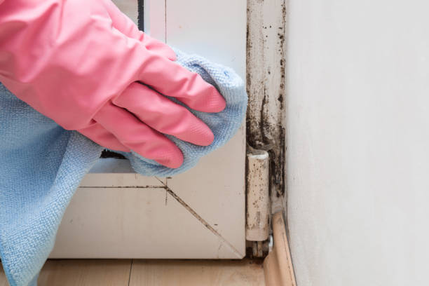 Best Residential Mold Removal  in Landrum, SC